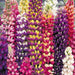 Russells Lupine Seeds Wildflower Seed (Lupinus Polyphyllus Russell Mix) - Attract bees, butterflies & birds to your garden ! - Caribbeangardenseed