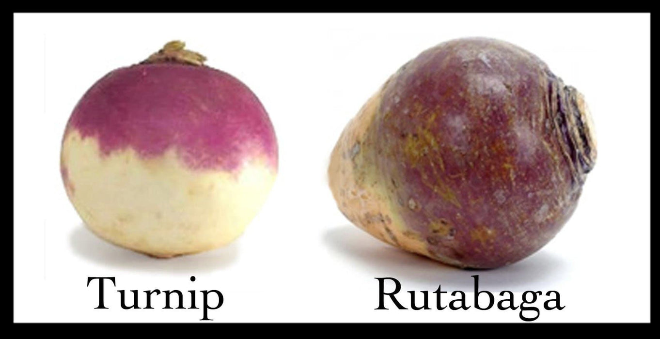 Rutabaga Turnip Seeds - Purple Top, Organic Non-GMO - Heirloom Vegetable - Caribbeangardenseed