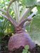 Rutabaga Turnip Seeds - Purple Top, Organic Non-GMO - Heirloom Vegetable - Caribbeangardenseed