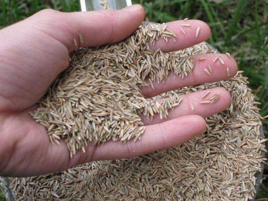 Annual Ryegrass Seeds ,PURE SEEDS, Cover Crop-Grazing - Caribbeangardenseed
