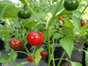 Cascabel Hot Pepper Seed (Capsicum annuum)-Organically Grown ! - Caribbeangardenseed