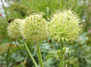 Hooker's onion,Seeds, Brilliant yellow bell-shaped flowers. Rare. - Caribbeangardenseed