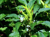 Sadabahar Chili Pepper Seeds,( Capsicum annuum) - Caribbeangardenseed