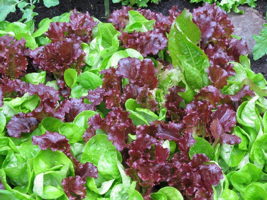 Red Salad Bowl Leaf Lettuce , Vegetable Seeds ! - Caribbeangardenseed
