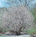Sand Cherry PLANT ,12-18''Prunus bessey Hardy Perennial Shrub! - Caribbeangardenseed