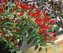 SANGRIA ORNAMENTAL PEPPER (LIVE PLANTS) FLOWERS-Capsicum annuum - Caribbeangardenseed