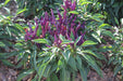 SANGRIA ORNAMENTAL PEPPER (LIVE PLANTS) FLOWERS-Capsicum annuum - Caribbeangardenseed