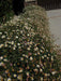 Mexican fleabane Daisy Seeds ,Erigeron karvinskianus 'Perennial flowers,Groundcover - Caribbeangardenseed