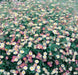 Mexican fleabane Daisy Seeds ,Erigeron karvinskianus 'Perennial flowers,Groundcover - Caribbeangardenseed