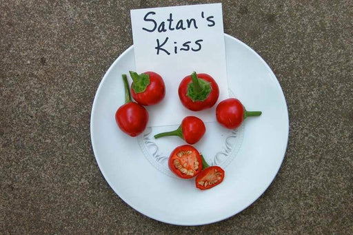 Satan's Kiss Pepper seeds,Capsicum annuum,Baccio Ciliegia Piccante, Italian Heirloom - Caribbeangardenseed