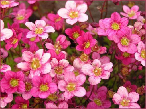 Saxifraga Mossy Seeds "Species Mix" ground-cover ! - Caribbeangardenseed