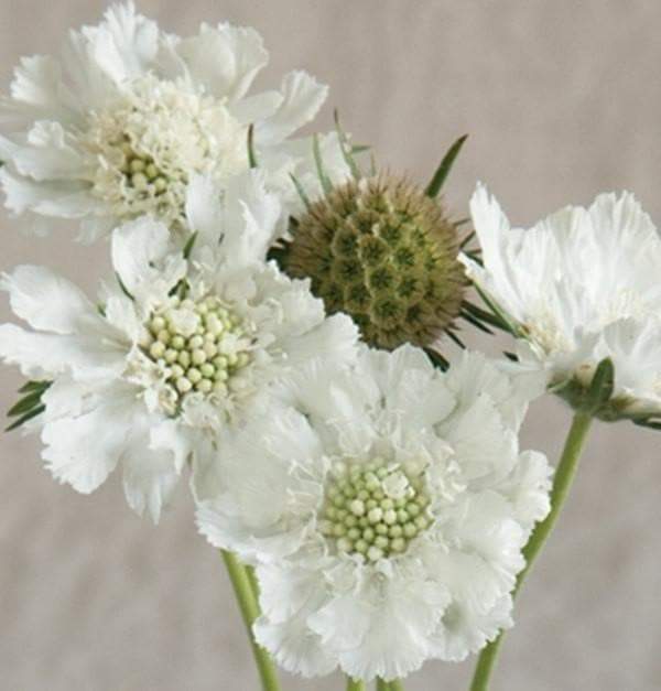Pincushion Flowers Seeds (Scabiosa Caucasica Perfection White) Perennial - Caribbeangardenseed