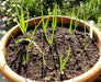 Evergreen WHITE BUNCHING Onion Seeds, Asian Vegetable - Caribbeangardenseed
