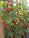 Scarlet Runner Bean, Beautiful Red flowers ,Edible Pods . - Caribbeangardenseed