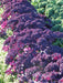 Scarlet Kale Seed - Multi-purpose, open-pollinated Vegetables, - Caribbeangardenseed