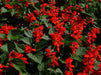 Scarlet Sage (Salvia Coccinea) Flowers seed - Caribbeangardenseed
