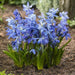 Scilla Siberica Blue - A.k.a Spring Beauty or Siberian squill. Pepennial - Caribbeangardenseed