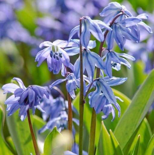 Scilla Siberica Blue - A.k.a Spring Beauty or Siberian squill. Pepennial - Caribbeangardenseed