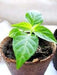 SCOTCH BONNET PEPPER Seeds ,Caribbean Mix, Capsicum chinense - Caribbeangardenseed