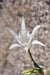 Sea Daffodil FLOWERS Seed, Sand Lily, fragrant ! - Caribbeangardenseed