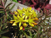 Sedum middendorfianum var. Striatum (Seeds) Stonecrop - Caribbeangardenseed