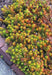 Sedum rupestre Seeds, mat-forming succulent stonecrop - Caribbeangardenseed