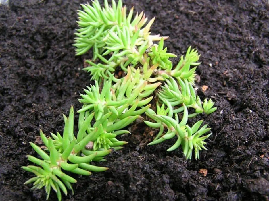 Pale Stonecrop Seeds, (SEDUM sediforme) mat-forming succulent Perennial - Caribbeangardenseed