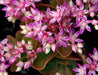 SEDUM Seeds, obtusifolium var. listoniae , Perennial Flowers/Rock Garden, Stonecrop - Caribbeangardenseed