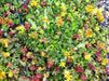 Sedum Seeds (Roof Garden Mix) Stonecrop, succulent, groundcover - Caribbeangardenseed