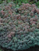 Spanish Stonecrop Seeds,(Sedum Hispanicum) succulent, Perennial groundcover - Caribbeangardenseed