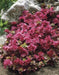 Sedum Spurium 'Summer Glory',SUCCULENT GROUND-COVER ! Perennial Stone-crop ! - Caribbeangardenseed