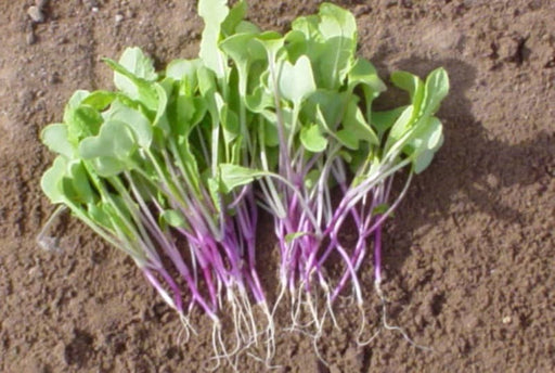 Radish - Triton Purple - Microgreens Seeds ,Asian Vegetable - Caribbeangardenseed
