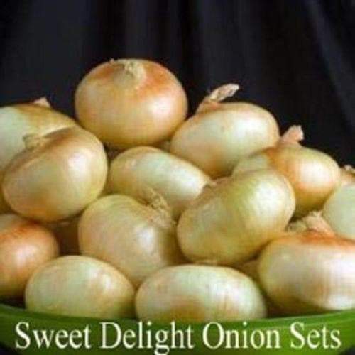 Sweet Delight, Onion Sets - Garden vegetable - Caribbeangardenseed