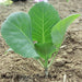 Early Jersey Wakefield Cabbage Seeds, Heirloom Vegetable - Caribbeangardenseed