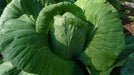 Early Jersey Wakefield Cabbage Seeds, Heirloom Vegetable - Caribbeangardenseed