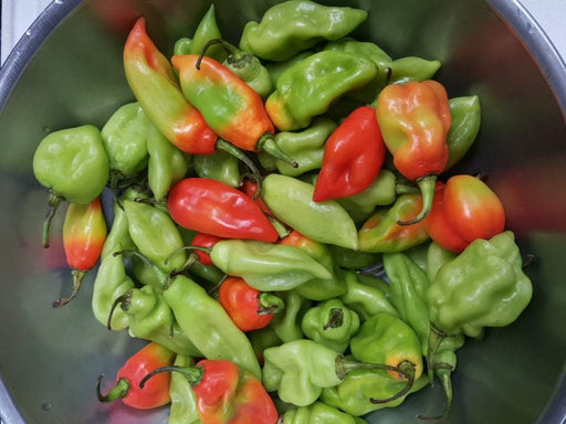 Fresh Pods Pimento Pepper (Capsicum Chinese) Trinidad Seasoning ,CARIBBEAN - Caribbeangardenseed