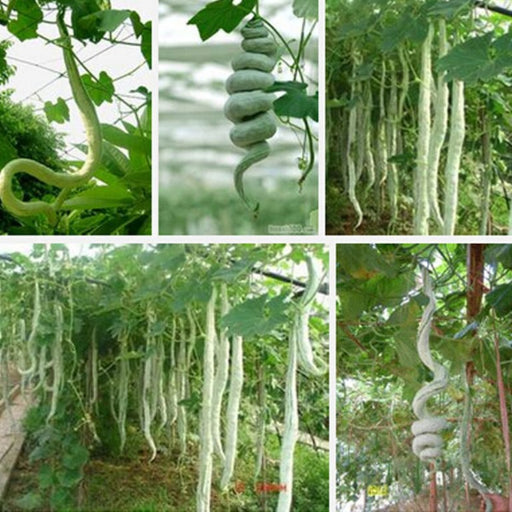 Snake gourd Viper , gourd Seeds , Asian Vegetable - Caribbeangardenseed