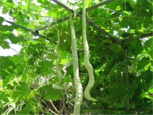 Snake gourd Viper , gourd Seeds , Asian Vegetable - Caribbeangardenseed