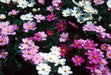 Cosmos, Dwarf Mixed (Cosmos bipinnatus) Annual Flowers Seed - Caribbeangardenseed