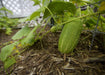Pick A Bushel ((Hybrid Cucumber Seeds) Annual Vegetable - Caribbeangardenseed