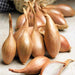Shallot Seeds "Zebrune" - Heirloom shallot from France , Highly productive plant. Organic, Untreated ! - Caribbeangardenseed
