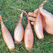 Shallot Seeds "Zebrune" - Heirloom shallot from France , Highly productive plant. Organic, Untreated ! - Caribbeangardenseed