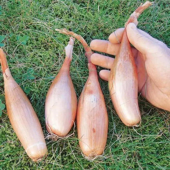 Shallot SETs "Zebrune" - Heirloom shallot from France - Caribbeangardenseed
