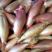 Shallot SETs "Zebrune" - Heirloom shallot from France - Caribbeangardenseed