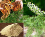 Shatavari Plant Seeds - Asparagus racemosus - Satavar, or Shatamull - Medical Herb ! - Caribbeangardenseed