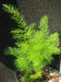 Shatavari Plant Seeds - Asparagus racemosus - Satavar, or Shatamull - Medical Herb ! - Caribbeangardenseed