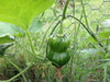 Shishigatani Japanese Pumpkin-(WINTER SQUASH)Seeds, Asian Vegetable - Caribbeangardenseed