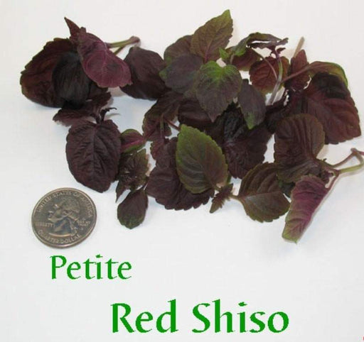 Red Perilla Seeds/Shiso,Red leaf, Purple Mint, Asian Vegetable - Caribbeangardenseed