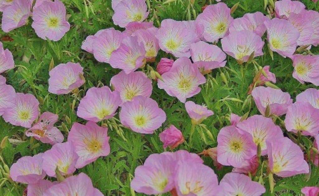 SHOWY EVENING PRIMROSE Seeds (Pink Ladies ,Mexican Evening) Oenothera Speciosa Flower Seeds,: Patio, Lawn & Garden. - Caribbeangardenseed