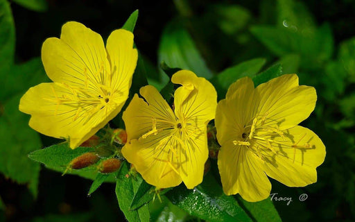 Showy Evening Primrose Seeds ,Winter hardy to zone 4, Perennial Flowers, - Caribbeangardenseed